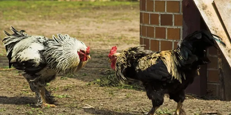 Vài thông tin đôi nét về đá gà không cựa